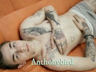 Anthonybird