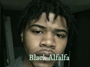 Black_Alfalfa