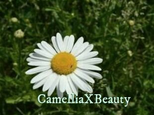 Camellia_XBeauty