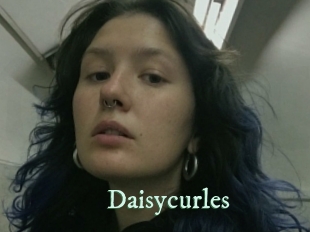 Daisycurles