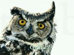 Owlface